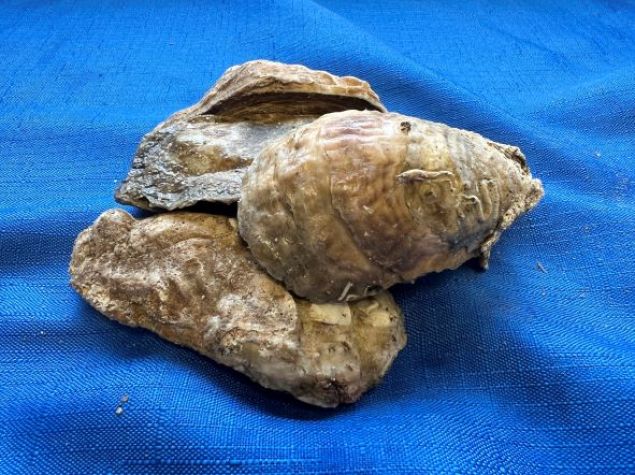 Shell Oysters