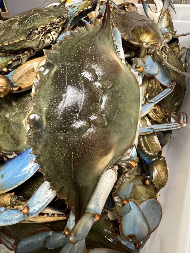 Live Hardshell Crabs