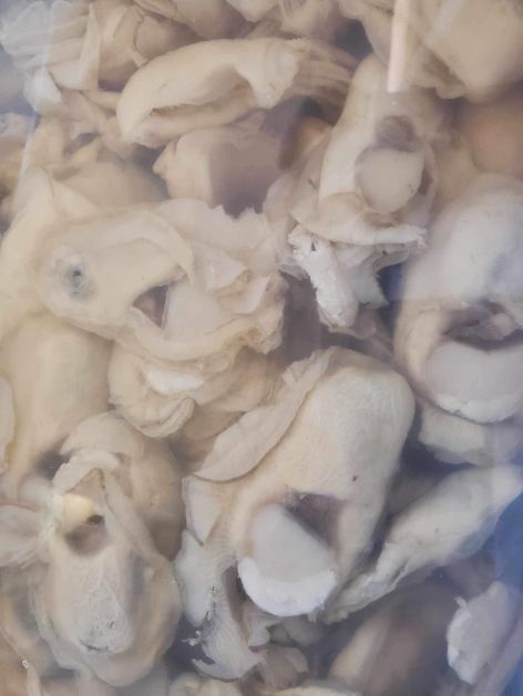 Stewing Oysters