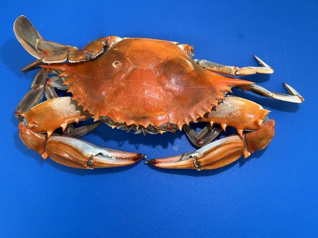 Steamed Hardshell Crabs