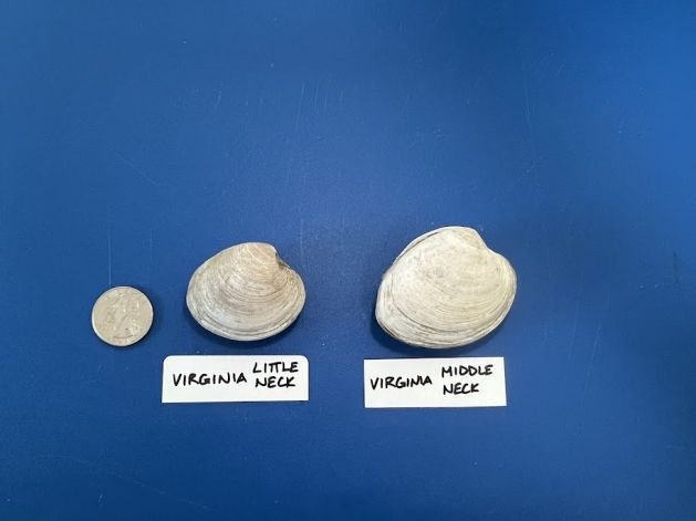 Virginia Clams