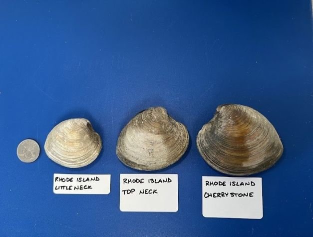 Rhode Island Clams