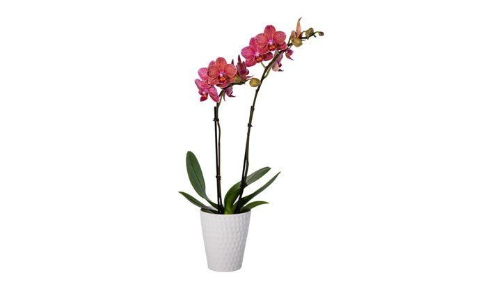 Orchids 3 inch