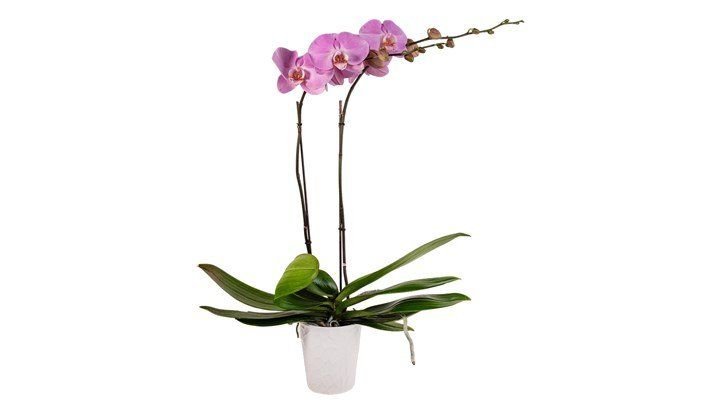 Orchids 5 inch