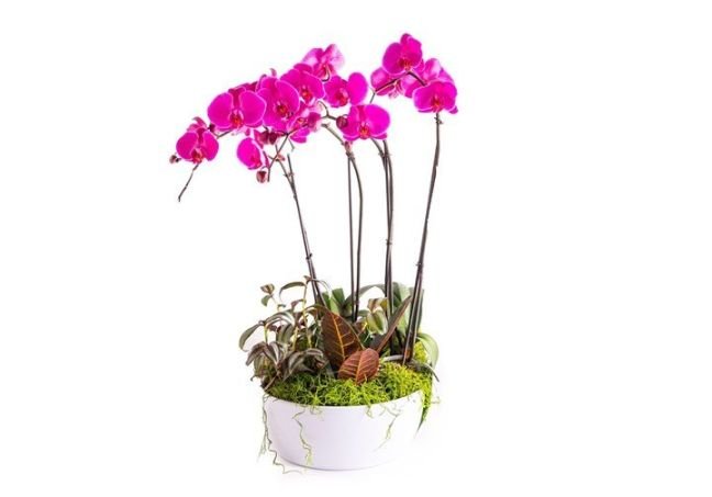 Orchid Garden in Ceramic 10 inch
