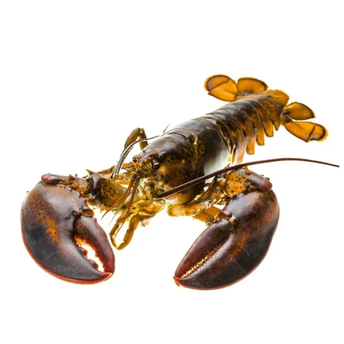 Fresh Live Lobster